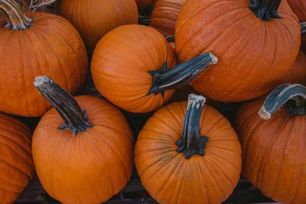 Kürbisstand auf dem Markt, Oktober lizenzfreie Stockfotos