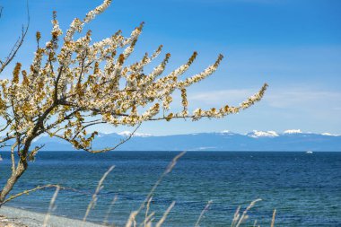 Bahar süre boyunca arka planda rocky Dağları ile Nanaimo Beach shoreline görünümünü