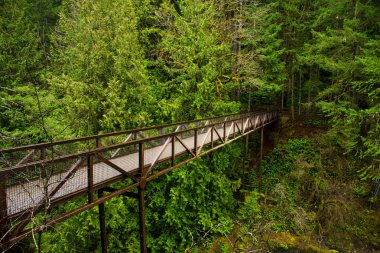 Vancouver Adası, Bc Kanada'da bulunan İngiliz River üst şelaleler bölümünde üzerinde köprü görünümü