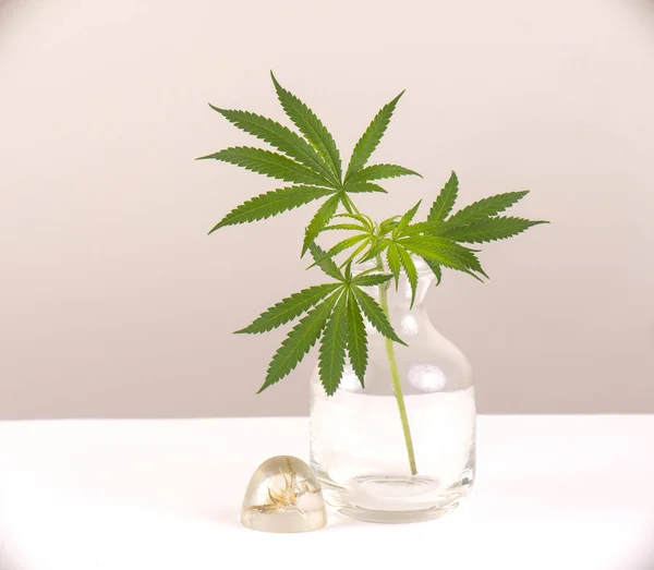 Vase Verre Avec Feuilles Cannabis Isolées Sur Fond Noir Couleur — Photo