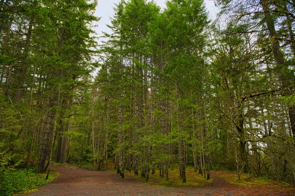 Percorso Con Fogliame Forestale Nel Parco Provinciale Dell Isola Vancouver — Foto Stock