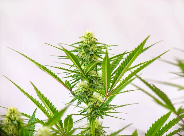 Kleine Ingegoten Cannabis Plant Met Vroege Bloemen Geïsoleerd Witte Achtergrond — Stockfoto