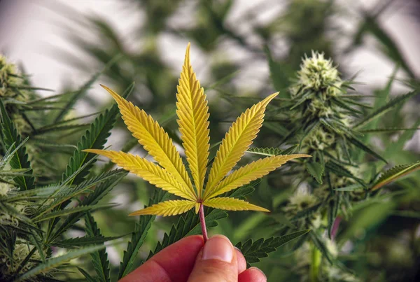 Φρέσκια Συγκομιδή Κάνναβης Φύλλα Μπροστά Από Φυτό Μαριχουάνας Ιατρική Μαριχουάνα — Φωτογραφία Αρχείου