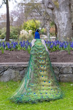 Victoria, Bc, Kanada yılında Beacon Hill Park onun renkli tüyleri gösteren erkek tavuskuşu.