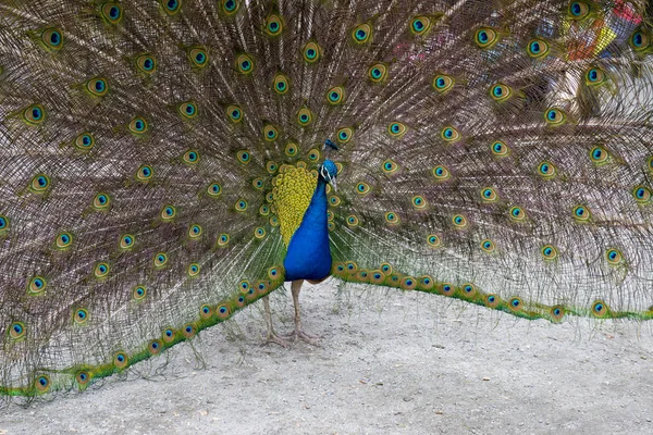 Victoria Kanada Yılında Beacon Hill Park Onun Renkli Tüyleri Gösteren — Stok fotoğraf