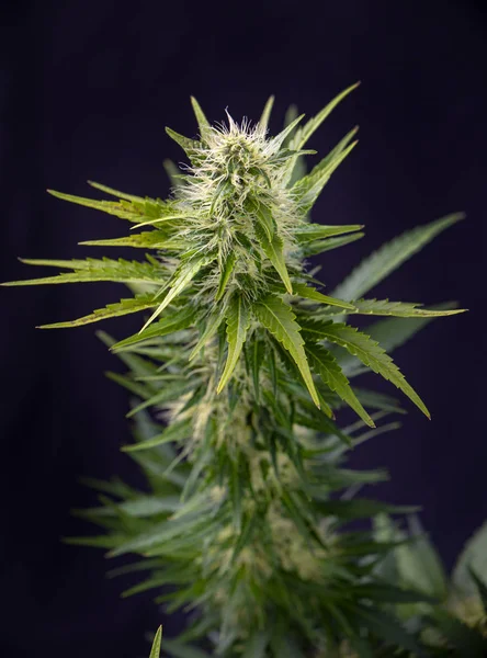 Detail Der Blühenden Cannabisblüten Isoliert Über Schwarzem Hintergrund Medizinisches Marihuana — Stockfoto