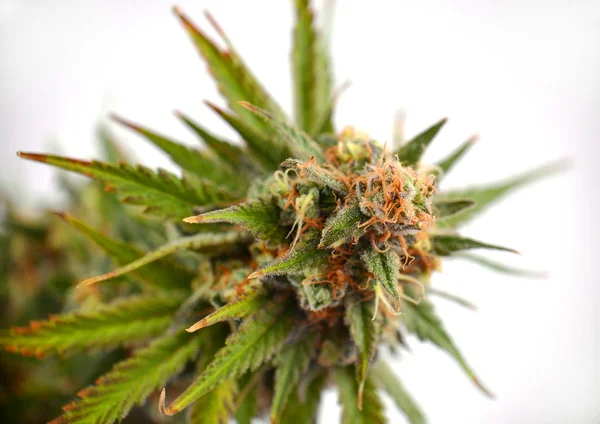 Detalhe Flores Cannabis Florescendo Isolado Sobre Fundo Branco Conceito Maconha — Fotografia de Stock