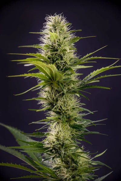 Détail Des Fleurs Cannabis Fleurs Isolées Sur Fond Noir Concept — Photo