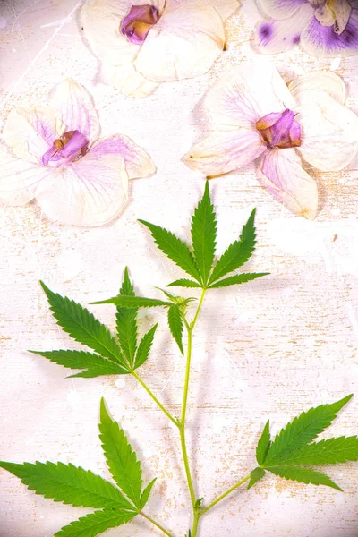 Feuilles Cannabis Pétales Orques Roses Séchés Isolés Sur Fond Blanc — Photo