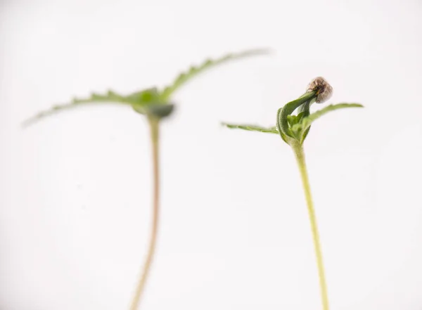 Makro Detail Konopí Vyrážet Krychli Prvními Dvěma Listy Rostoucí Izolovaných — Stock fotografie