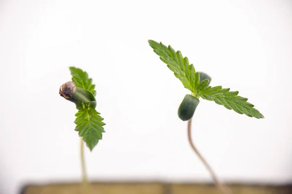 Detalhe Macro Broto Cannabis Cubo Com Duas Primeiras Folhas Crescendo — Fotografia de Stock