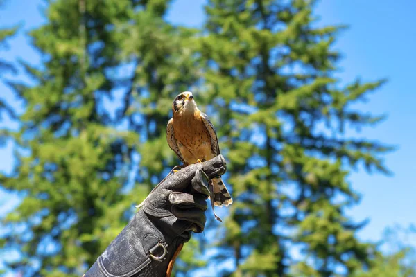 Close up of kestrel perching on a handlers arm at a Vancouver Island rescue center in British Columbia, Canada