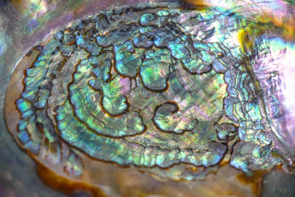Macro Dettaglio Della Texture Iridescente Abalone Trovato Una Conchiglia — Foto Stock
