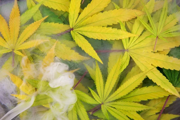 Abstrakter Hintergrund Der Gelben Und Grünen Cannabisblätter Muster Marihuana Konzept — Stockfoto