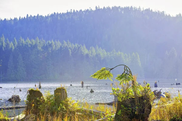 Вид Озеро Вествуд Нанаймо Осінній Період Острів Ванкувер Канада — стокове фото