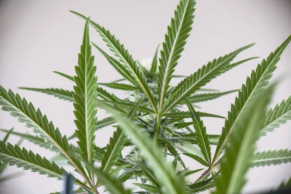 Detalj Gröna Löv Cannabisplantan Växer Inomhus Medicinsk Marijuana Koncept — Stockfoto