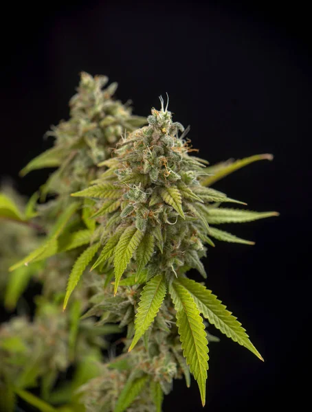 大麻可乐的细节 橡树大麻株 与可见的头发和叶子在晚开花阶段 被隔绝在黑色背景 — 图库照片