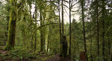 Vancouver Adası, British Columbia, Kanada yağmur ormanlarında panoramik manzaralı