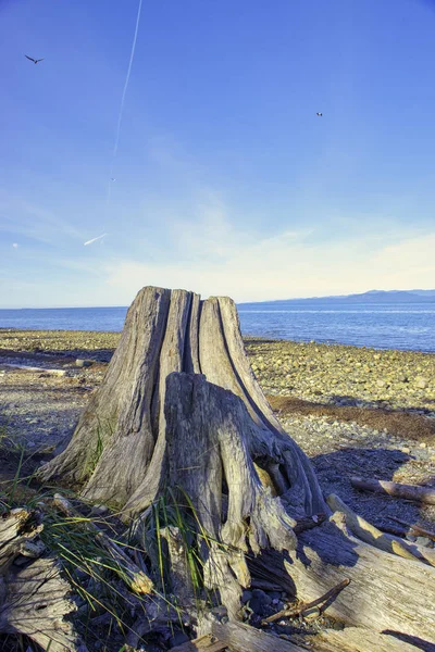 View Rathtrevor Beach Tartományi Park Során Apály Vancouver Sziget Kanada — Stock Fotó