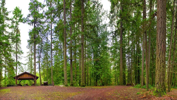 Vista Panoramica Della Foresta Englishman River Park Nell Isola Vancouver — Foto Stock