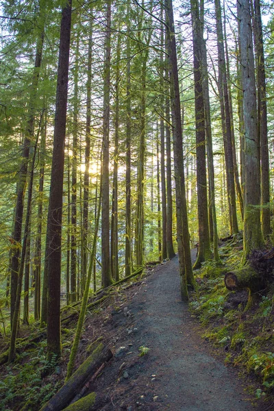 Zonnestralen Filteren Door Middel Van Het Loof Bos Een Provinciaal — Stockfoto