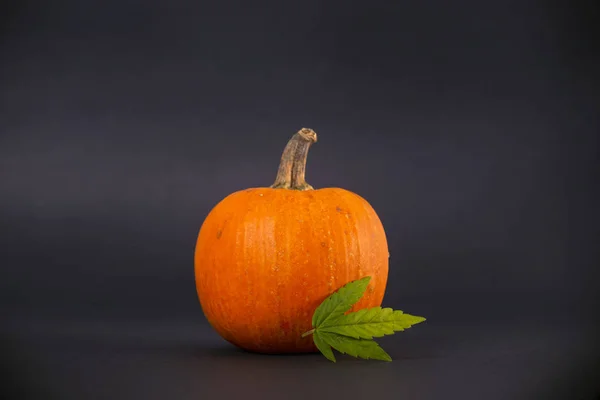 Petite Citrouille Feuille Marijuana Isolée Sur Fond Noir — Photo