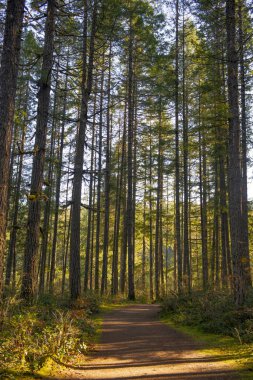 Vancouver Adası il Park, British Columbia, Kanada ve orman bitki örtüsü aracılığıyla filtreleme yapraklara