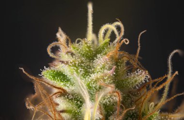 Makro ayrıntı esrar çiçek görünür kıllar ve trichomes, orijinal pembe gangster esrar türe