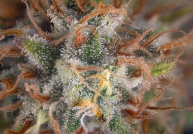 Makro ayrıntı esrar çiçek görünür kıllar ve trichomes, orijinal pembe gangster esrar türe