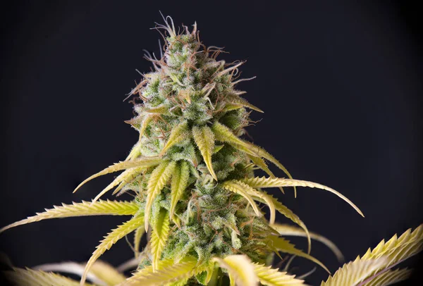 Dettaglio Della Cannabis Cola Original Pink Gangster Marijuana Strain Con — Foto Stock