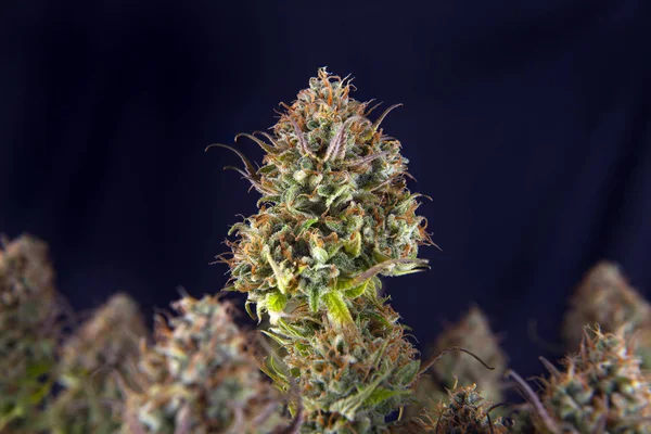 大麻可乐的细节 原始的桃红色黑帮大麻株 与可看见的毛状体和叶子在晚开花阶段 被隔绝在黑色背景 — 图库照片