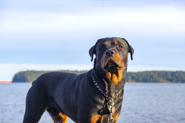 Mannelijke Volwassen Rottweiler Hond Met Attente Uitdrukking Aan Het Water — Stockfoto