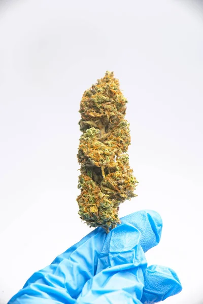 Main Tenant Cannabis Nug Avec Des Gants Latex Isolé Sur — Photo