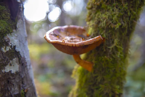 Fungo Selvatico Nell Isola Vancouver Canada — Foto Stock