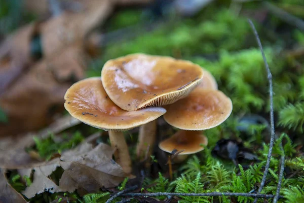 Funghi Selvatici Nell Isola Vancouver Canada — Foto Stock