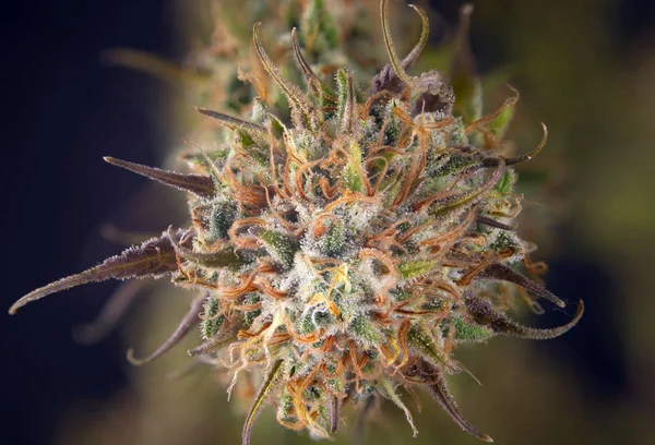 Detalhe Macro Flor Cannabis Com Cabelos Visíveis Tricomas Estirpe Maconha — Fotografia de Stock