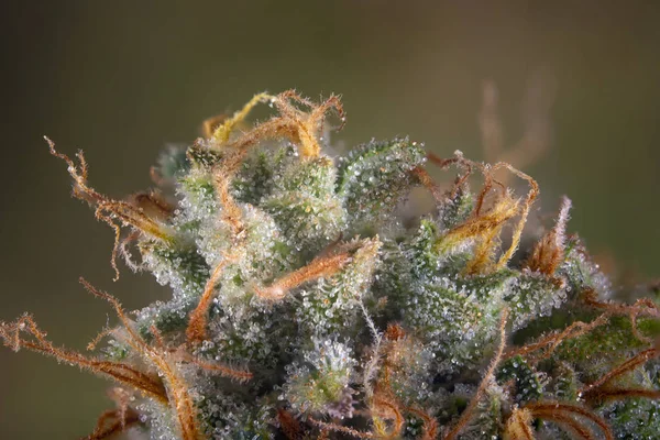 Makro Ayrıntı Esrar Çiçek Görünür Kıllar Trichomes Orijinal Pembe Gangster — Stok fotoğraf