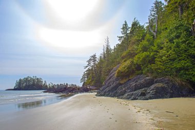 Long Beach'te, Estevan, Vancouver Adası, Kanada popüler bir hedef çam ağaçları ile küçük ada