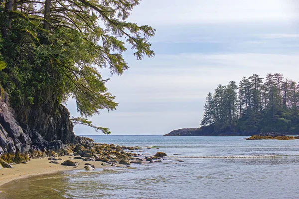 Petite Île Avec Pins Long Beach Tofino Une Destination Populaire — Photo