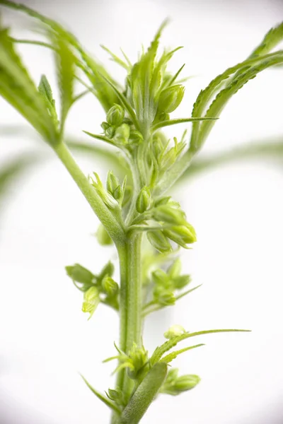 Detail Einer Männlichen Cannabispflanze Mit Samenschoten Auf Weißem Hintergrund — Stockfoto