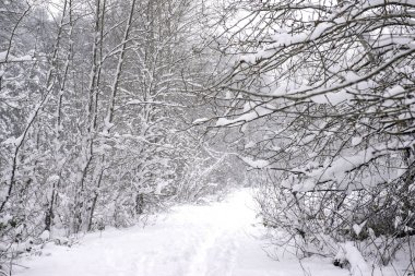 Bir kar fırtınası Vancouver Island altında kışlık manzara