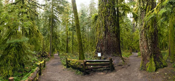 Panoramatický pohled na staré růst Les v katedrále Grove park, Van — Stock fotografie