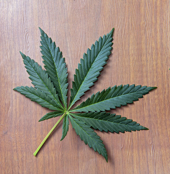 Single cannabis leaf isolated over wood background