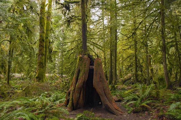 Tronco de árvore musgosa na floresta tropical de crescimento antigo na Ilha de Vancouver , — Fotografia de Stock