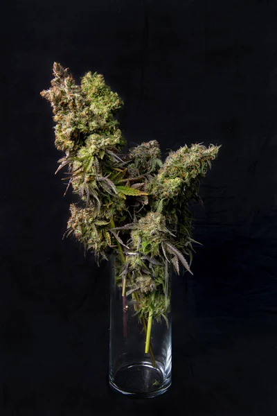 Bouquet di fiori di cannabis freschi raccolti isolati su nero — Foto Stock