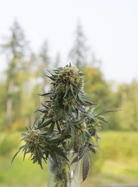 Bukett av färskt skördade cannabis blommor i ett grönt fält ut — Stockfoto