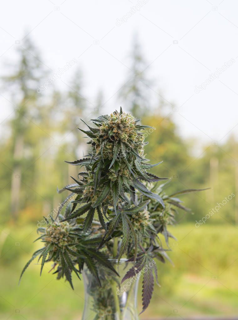 Bouquet of fresh harvested cannabis flowers in a green field out