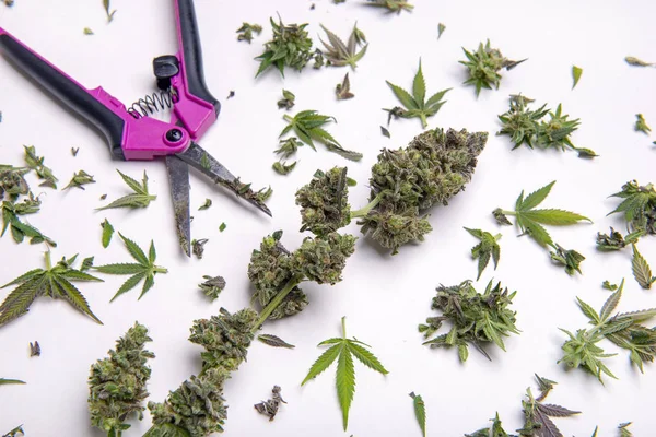 Frische Cannabisblüte mit Schnittmustern isoliert über weiß — Stockfoto