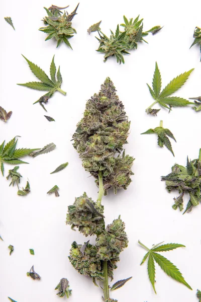 Färsk cannabis blomma med trimning nedskärningar isolerade över vitt — Stockfoto