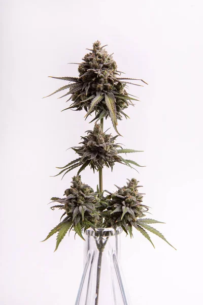 Részlet a Cannabis virág (CBD álom törzs) izolált fehér — Stock Fotó